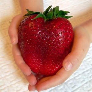 shopping time בית וגן Egrow 100Pcs Giant Red Strawberry Seeds Heirloom Super Japan Strawberry Garden Seeds