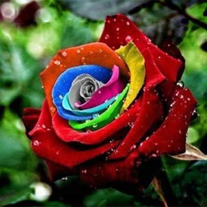 shopping time בית וגן Egrow 200Pcs Rainbow Rose Seeds Rare Colorful Flower Potted Plant Garden Bonsai