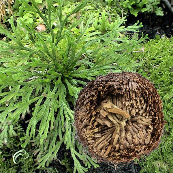 shopping time בית וגן 1Pcs Resurrection Plants Hydrophile Rose Of Jericho Dinosaur Plant Air Fern Spike Moss